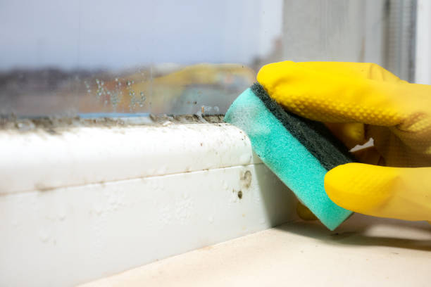 Best Black Mold Remediation in Vergennes, VT