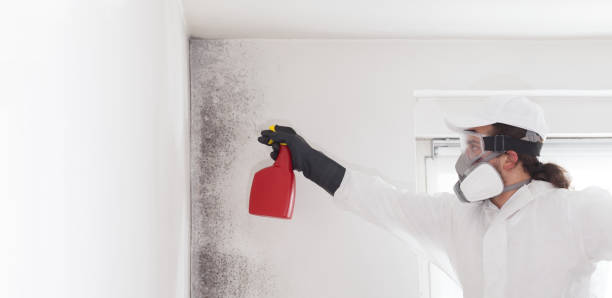 Trusted Vergennes, VT Mold Remediation Experts